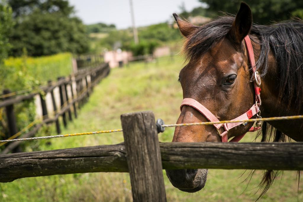 Agriturismo L.B.Stud 브라치아노 외부 사진